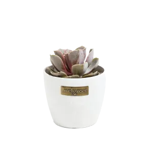 Lively Root Echeveria Rose Succulent Plant Kit